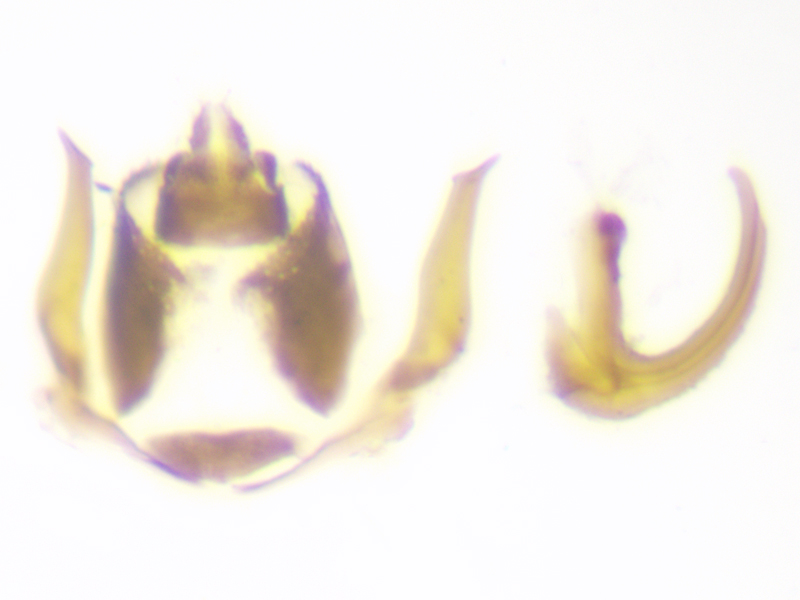 Anaceratagallia ribauti